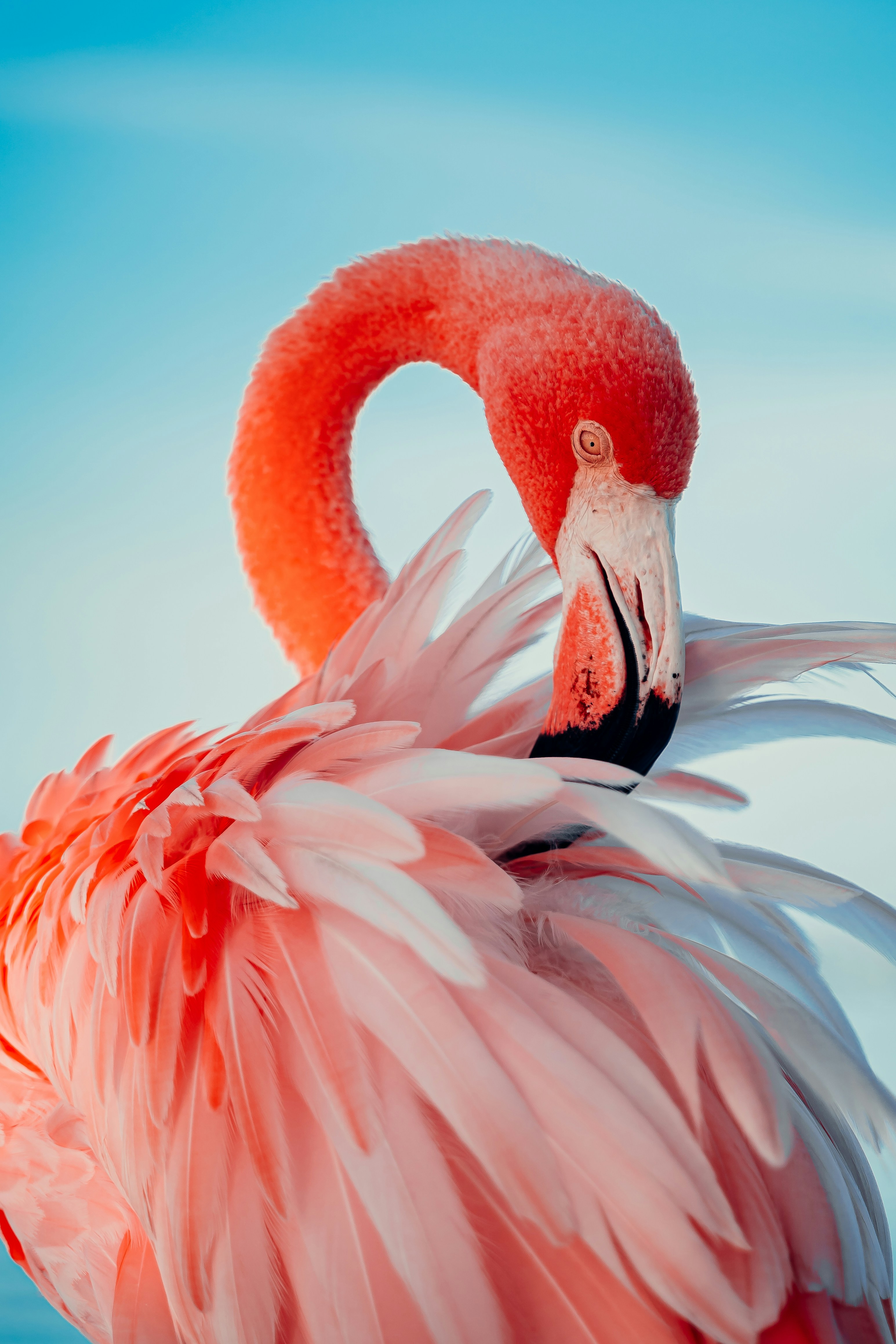 Flamingo with chick